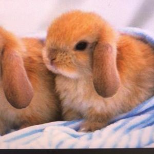 Meet your Posher, Jasper